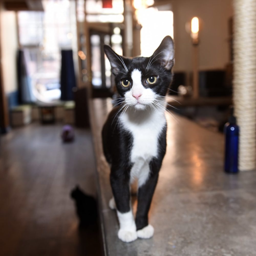 Brooklyn Cat Cafe | The Only Non-profit Cat Cafe In New York City